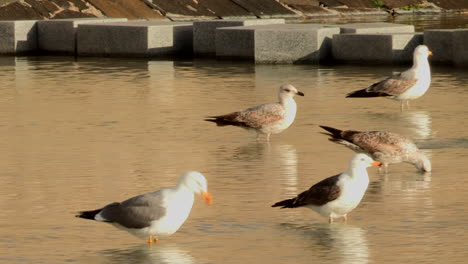 seagulls, drinking stagnant water at the end of the day