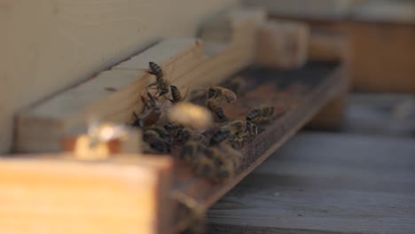 蜂巢中飞翔的蜂蜜慢动作近距离拍摄