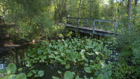 shot of wooden bridge over a small pond with lily pads