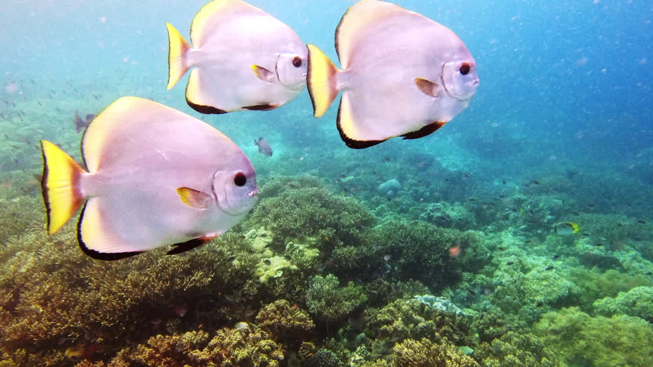 I tre amigos sono in movimento