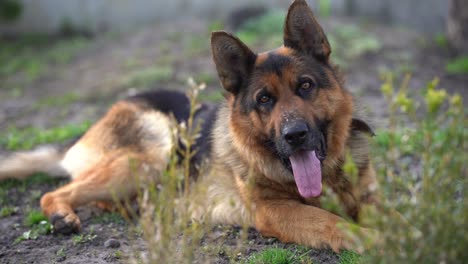 close-up of a german shepherd with intelligent eyes and protruding tongue