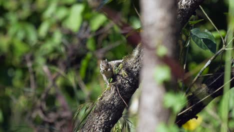 A-three-striped-ground-squirrel-eating-grass-seeds-while-perched-in-a-tree