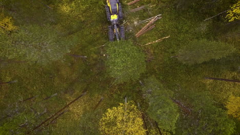 escorpión haciendo trabajo forestal