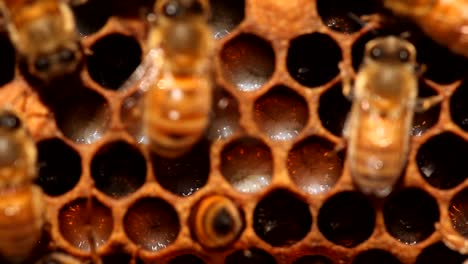 Mikro-Von-Bienen,-Die-Brut-In-Einem-Bienenstock-Füttern