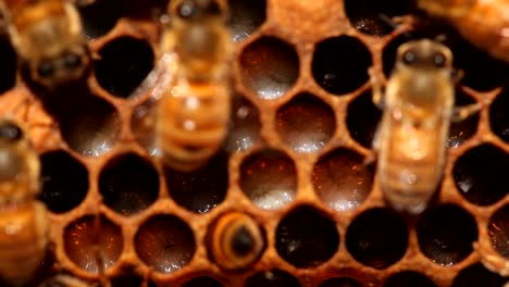 micro of bees feeding brood in a beehive