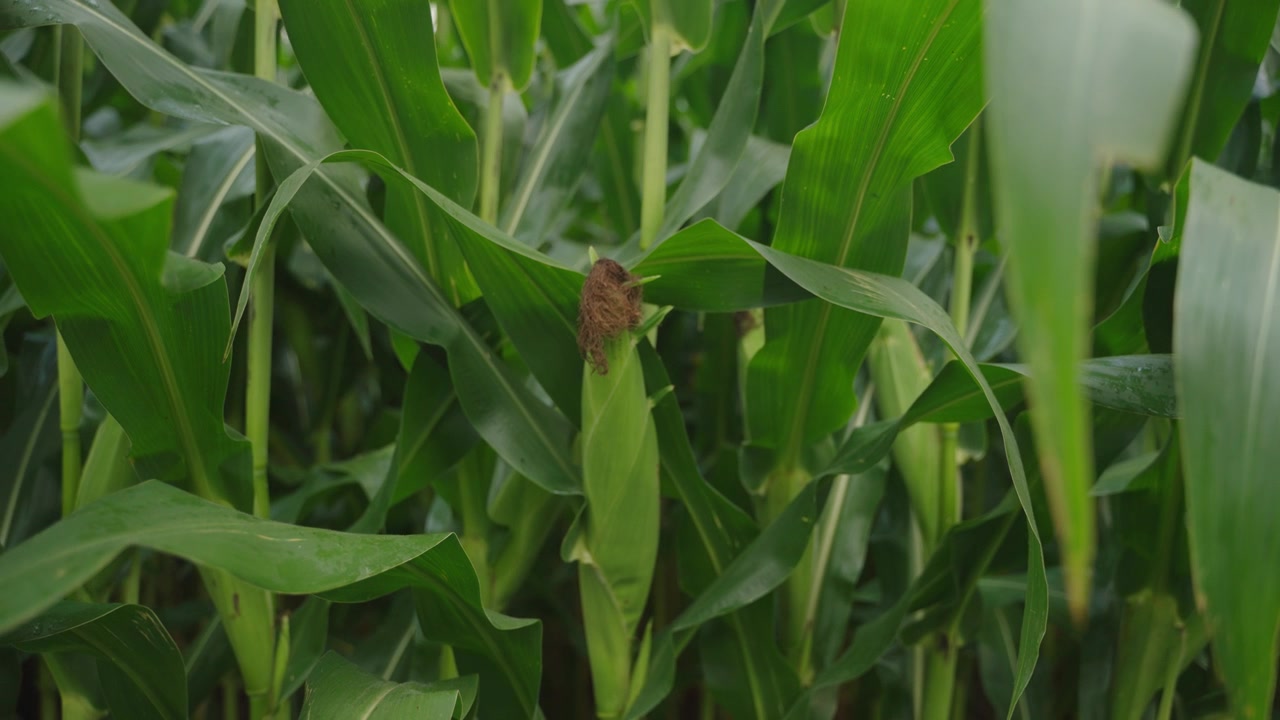 Closeup shot of immature corn corbs intact to plants in corn field.