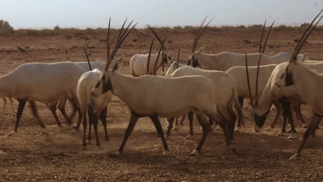 primer plano de una manada de oryx blanco comiendo pequeños insectos del suelo