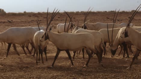 close-up of a herd of white oryx eating small insects from the ground