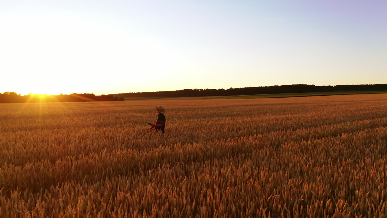Agronomist checking harvest on field. Farmer in hat with a folder walking among ripe spikelets against orange sunset.