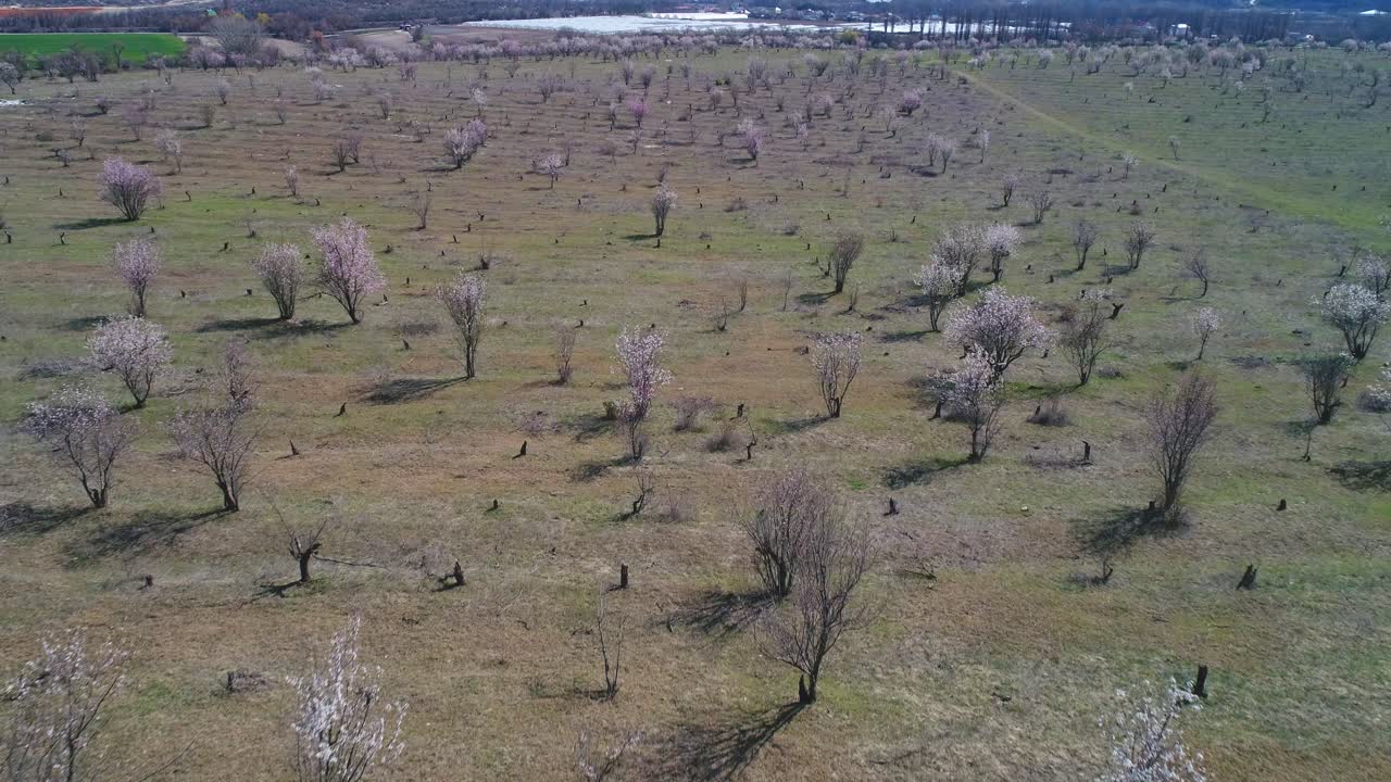 цветущие фруктовые деревья в саду