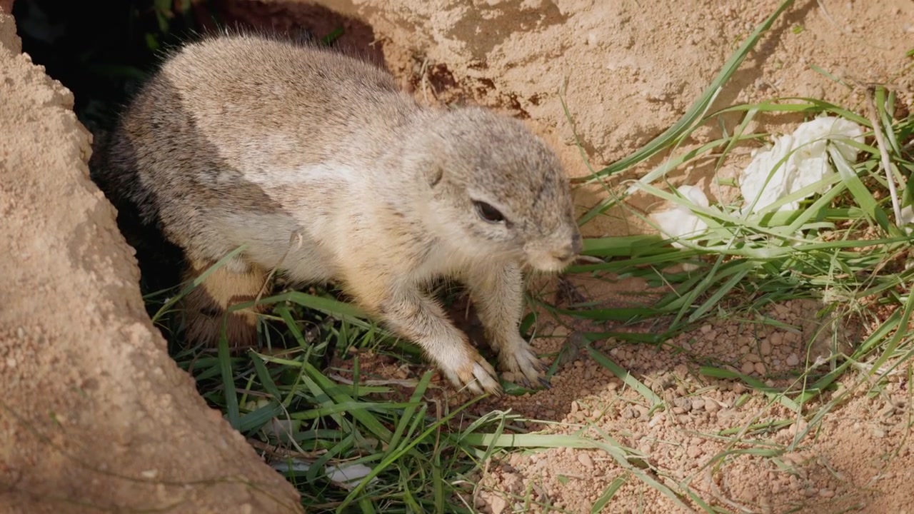 Cape Ground Squirrel Sniffing at Burrow Entrance