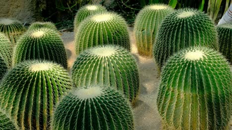 golden barrel cactus