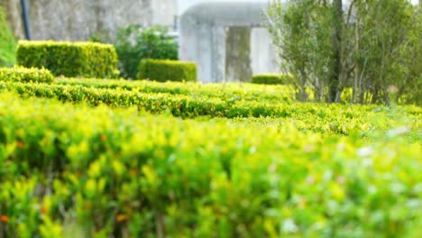 green hedge in  a victorian garden