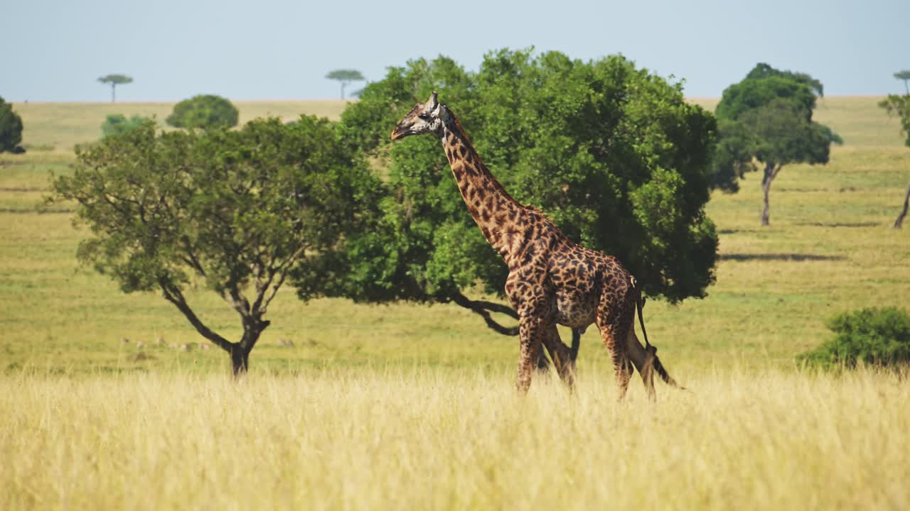 Slow Motion Shot of Giraffe walking in luscious Maasai mara wilderness surrounded by trees, African Wildlife in National Reserve, Kenya, Africa Safari Animals in Masai Mara North Conservancy