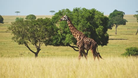 Toma-En-Cámara-Lenta-De-Jirafa-Caminando-En-El-Exuberante-Desierto-De-Maasai-Mara-Rodeado-De-árboles,-Vida-Silvestre-Africana-En-La-Reserva-Nacional,-Kenia,-Animales-De-Safari-De-áfrica-En-La-Conservación-Del-Norte-De-Masai-Mara