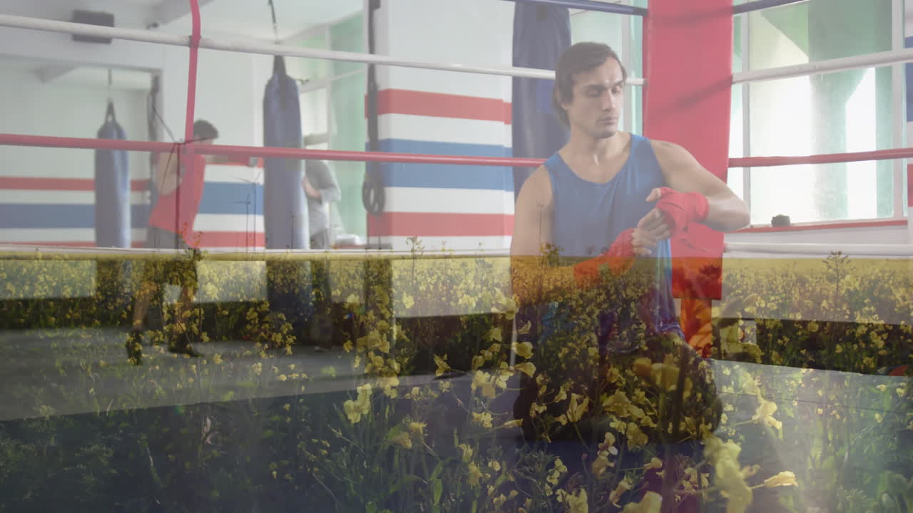 In gym, boxer wrapping hands, standing near field of yellow flowers, animation
