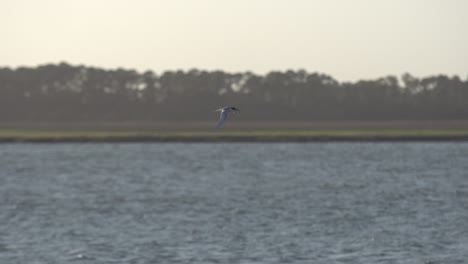 pájaro solitario volando sobre el agua y marchando al atardecer