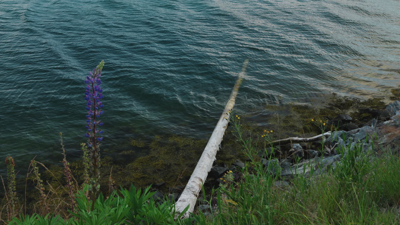 Wide shot of water ripples and a fallen tree trunk lies on the rocks and floats in the water