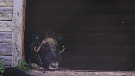 muskox (ovibos moschatus) resting lying on a stable on a warm day