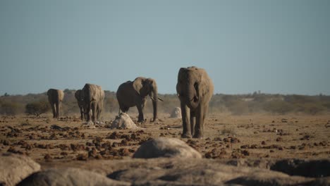 line-of-elephants-walk-with-determination-towards-camera