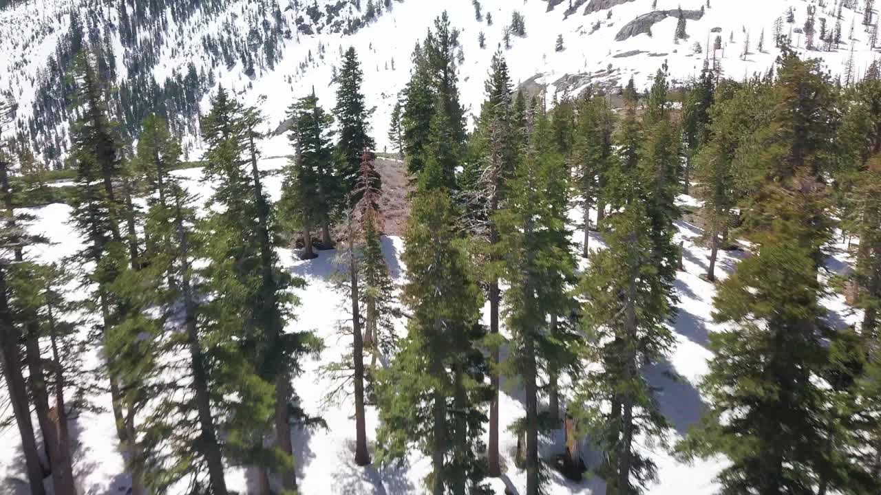 vuelo aéreo sobre un bosque nevado para revelar picos montañosos nevados