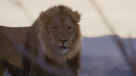 lion licking lips close up portrait