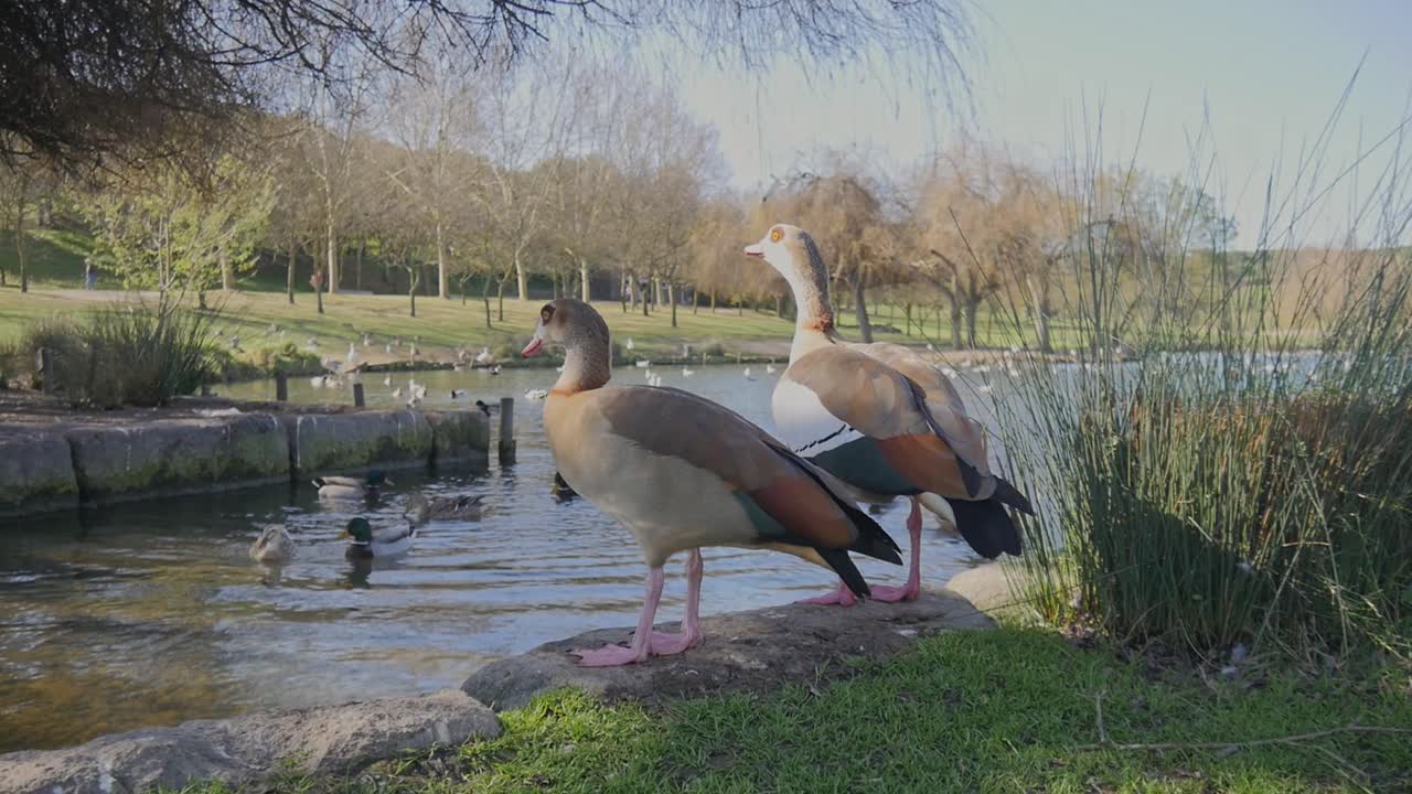 pareja de gansos egipcios parados en el borde del lago en el parque da paz en almada, portugal