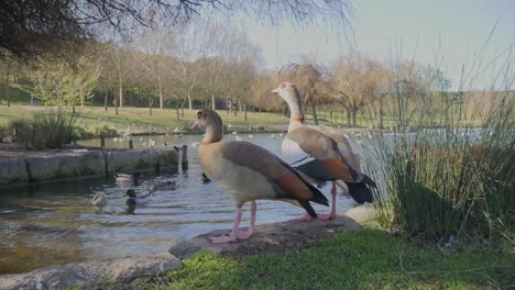 couple of egyptian goose standing on the lake edge at parque da paz in almada, portugal