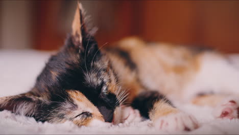 El-Gatito-Calico-Duerme-Y-Se-Despierta-En-Una-Cama-De-Cerca