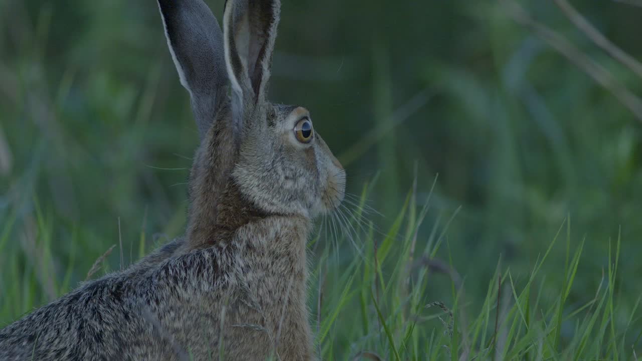 Wild hare running and eating on the road slow motion with big eyes