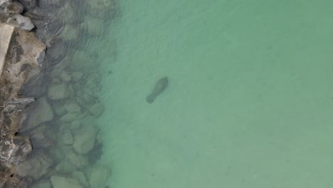 clear ocean aerial descends to manatee near rocky haulover breakwater
