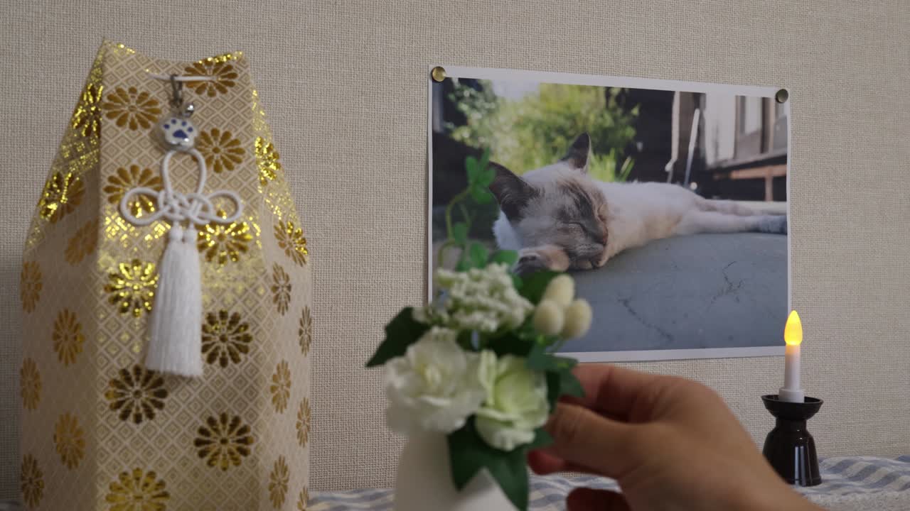 Remains and photographs of a deceased domestic cat.