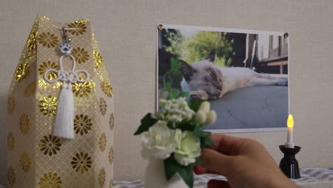 remains and photographs of a deceased domestic cat.