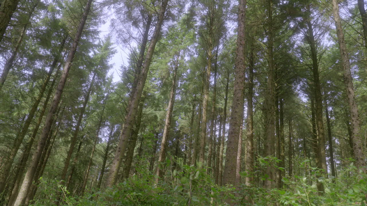 Pini che ondeggiano dolcemente nel vento in un bosco inglese in una giornata estiva con una panoramica molto lenta verso l'alto