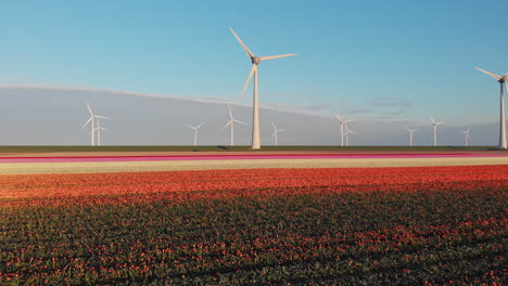 Antena-A-Través-De-Coloridos-Tulipanes-En-El-Campo-Con-Turbinas-Eólicas-Girando-Durante-La-Primavera-En-Holanda