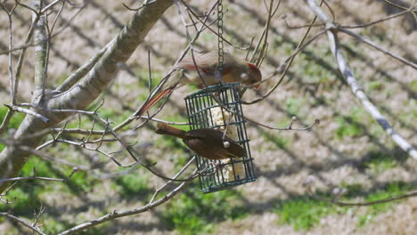 female northern cardinal and carolina wren sharing a meal at a suet bird-feeder during late-winter in south carolina