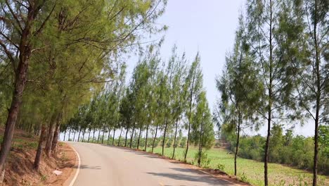 a peaceful journey along a winding forest road