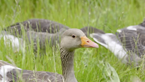 familie von kanadischen graulagen, die sich in den schilfbäumen der sümpfe von lincolnshire ernähren und die sommersonne genießen