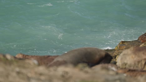 Static-shot-of-a-single-grey-seal-sleeping-at-the-edge-of-a-cliff-with-the-ocean-below