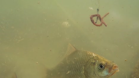 fish swim in the lake near the fish hook 3