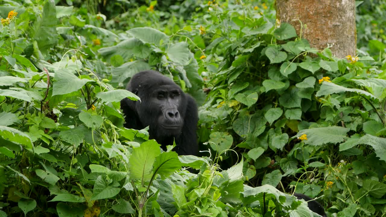 Un primo piano, ripresa 4K con gimbal di un gorilla di montagna dal dorso argentato in via di estinzione, che vive nel suo habitat naturale nella giungla, Parco Nazionale della Foresta Impenetrabile di Bwindi in Uganda, Africa