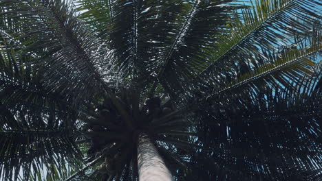 vista inferior de hojas de palmera con cielo azul y nubes en el fondo