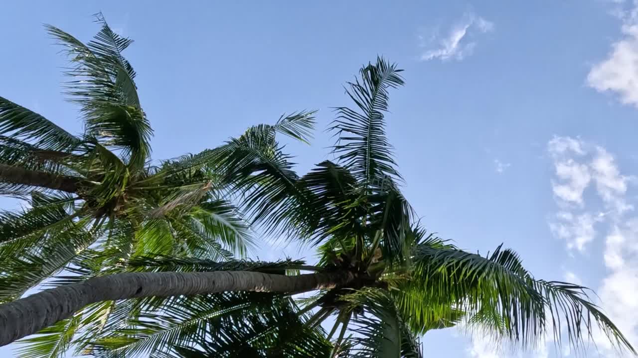 Palm leaves gently sway under a clear blue sky with scattered clouds.