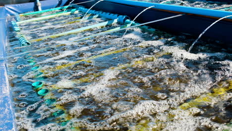 aerated abalone tank on commercial aqua farm, south africa