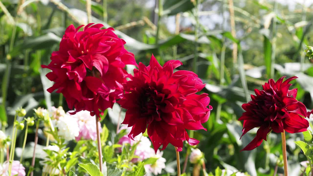 Dark red Dahlia flower, Bohemian Spartacus,close up on blurred green background. Decorative big head of dahlia flower