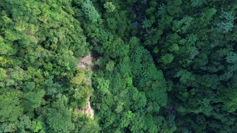 lush forest in tropical and exotic landscape, guadeloupe