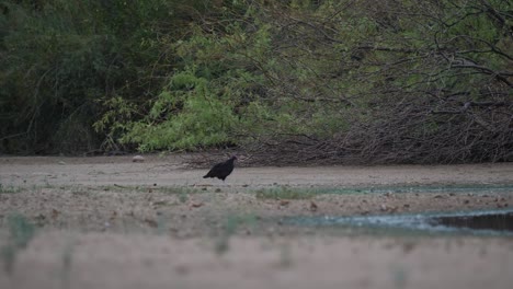 Vulture-walks-carefully-up-to-drying-up-water-in-a-pond-during-a-drought