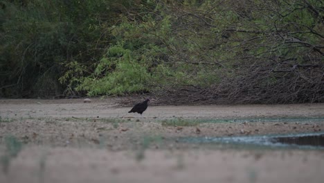 El-Buitre-Camina-Con-Cuidado-Hasta-Secar-El-Agua-En-Un-Estanque-Durante-Una-Sequía