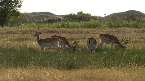 a herd of fallow deer grazing in a field on a calm day