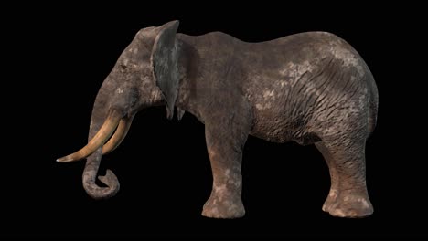 an elephant eating on black background with alpha channel included at the end of the video, 3d animation, side view, animated animals, seamless loop animation